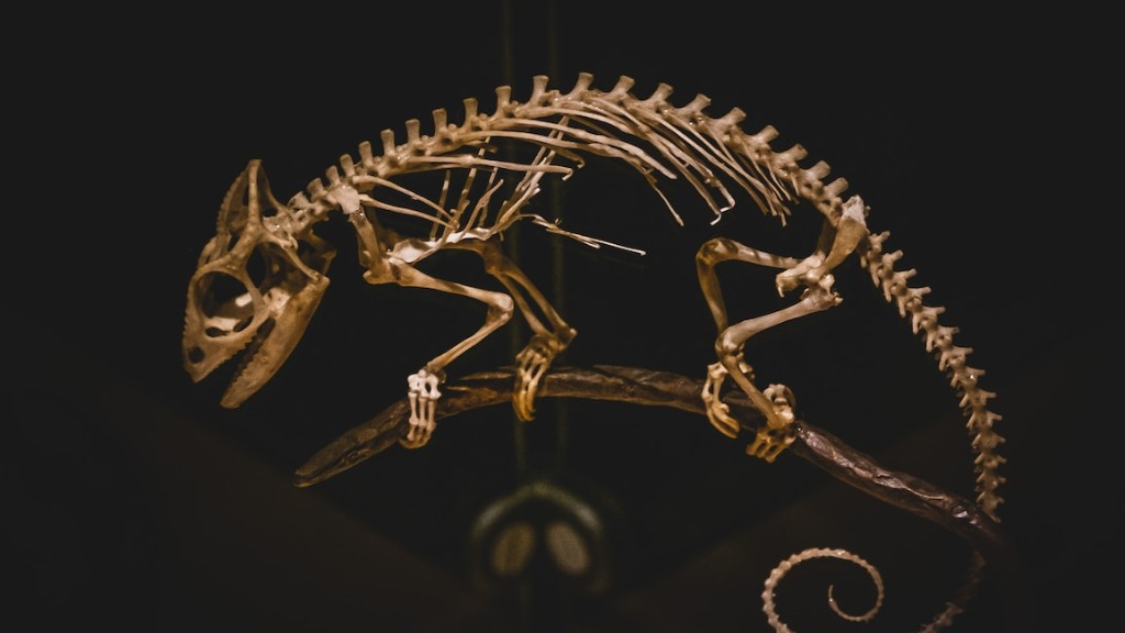 ¿Cómo se ven los huesos de dinosaurio?